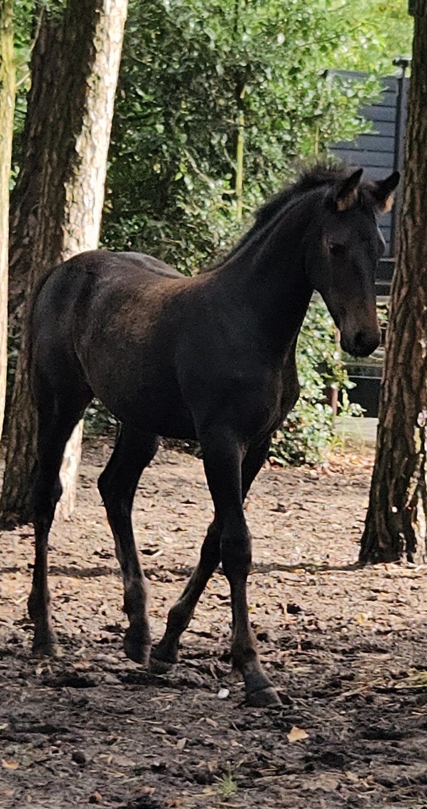 Zeer mooi en Chique KWPN veulen donkerbruin/zwart, Dieren en Toebehoren, Merrie, Met stamboom, Dressuurpaard, 0 tot 2 jaar