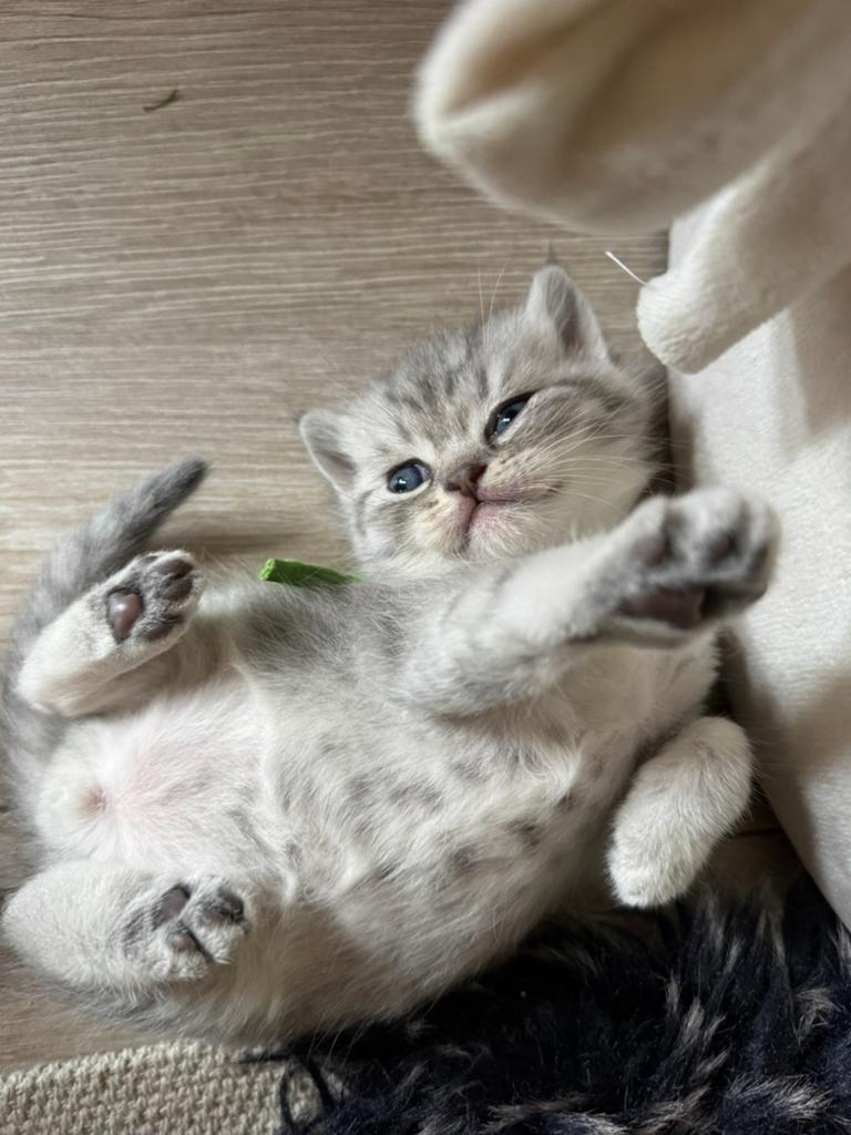 Brits/Britse Korthaar kittens – exclusieve kleuren 🐾, Meerdere dieren, Gechipt