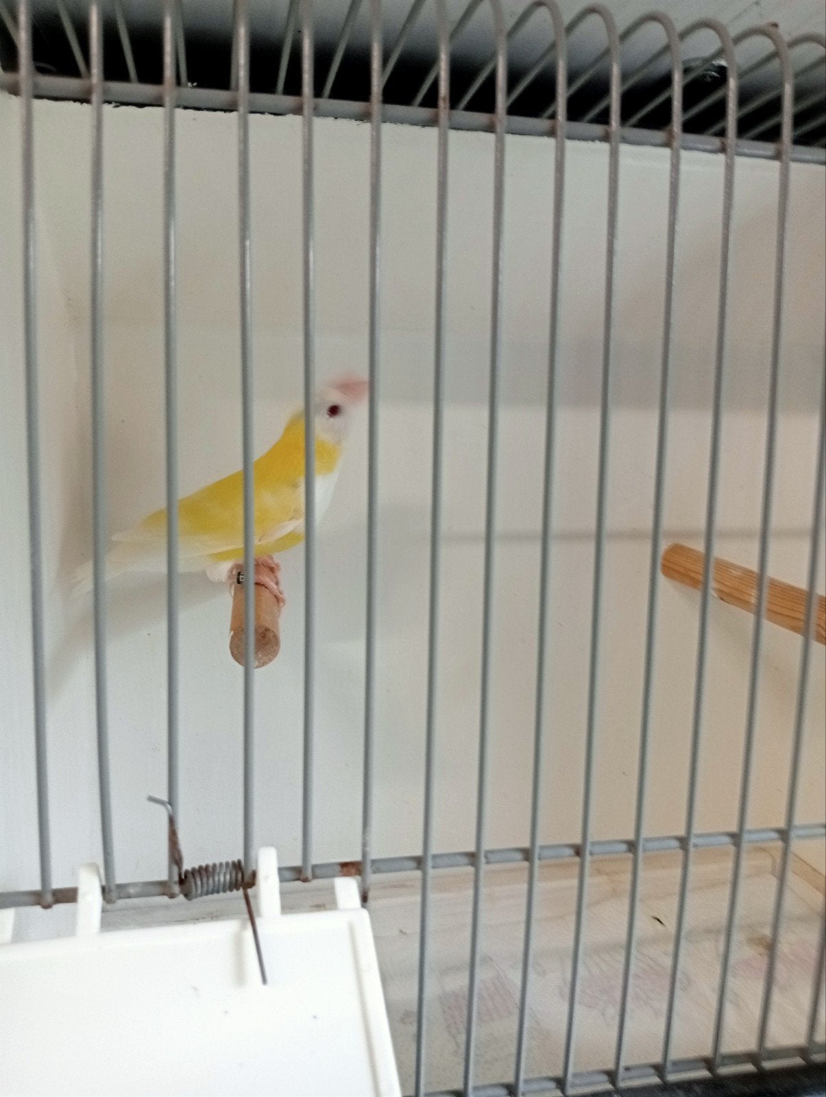 ino gouldamadine, Dieren en Toebehoren, Vrouwelijk