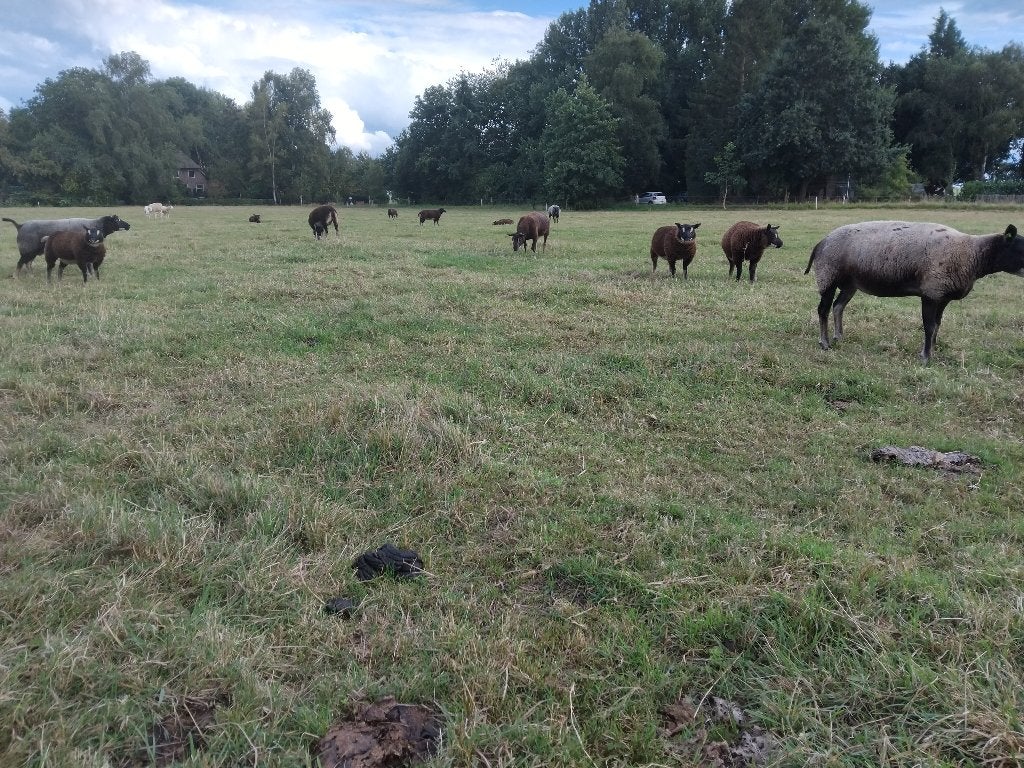 Dassenkop schapen + lammeren, zwoegervrij, stamboek, Dieren en Toebehoren, Schapen, Geiten en Varkens, Meerdere dieren, Schaap