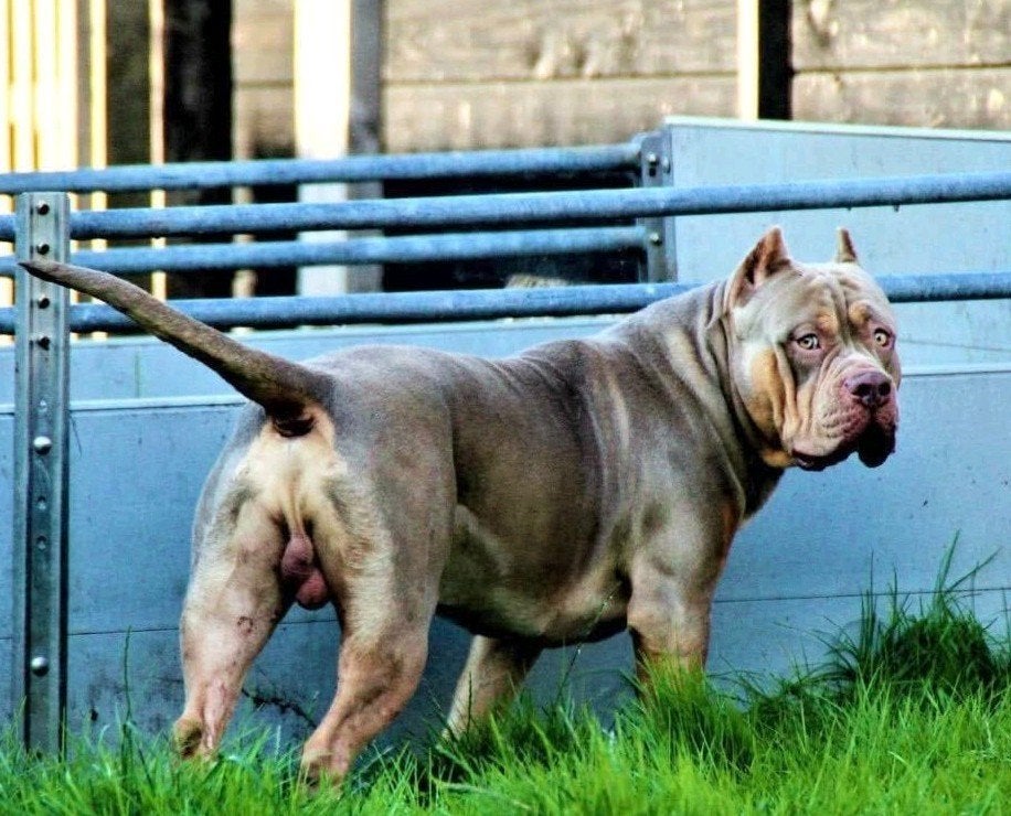 Bully XL Dek reu lilac tri color, Eén hond, 3 tot 5 jaar, Nederland, Particulier