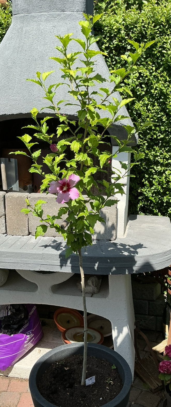 Grote Hibiscus plant op stam, roze bloemen, 1.40m hoog🌸, Volle zon, Vaste plant, Zomer, Ophalen