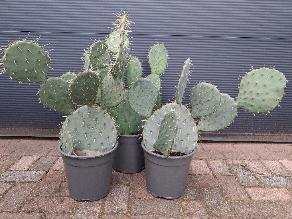 Opuntia Engelmannii - Winterharde (Schijf)cactus H: 63 cm., Volle zon, Vaste plant, Zomer, Ophalen