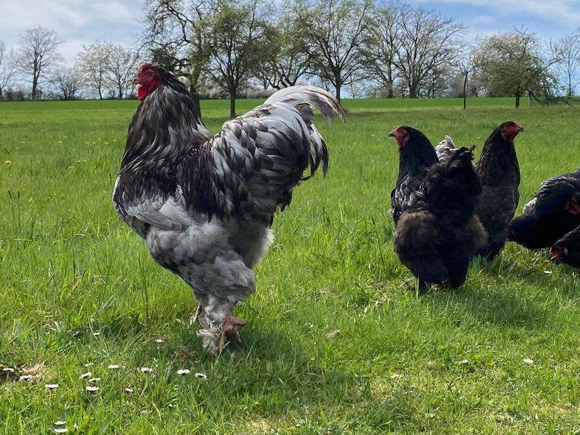 Brahma broedeieren blauw groot ras, Verzenden, Nieuw, Overige typen
