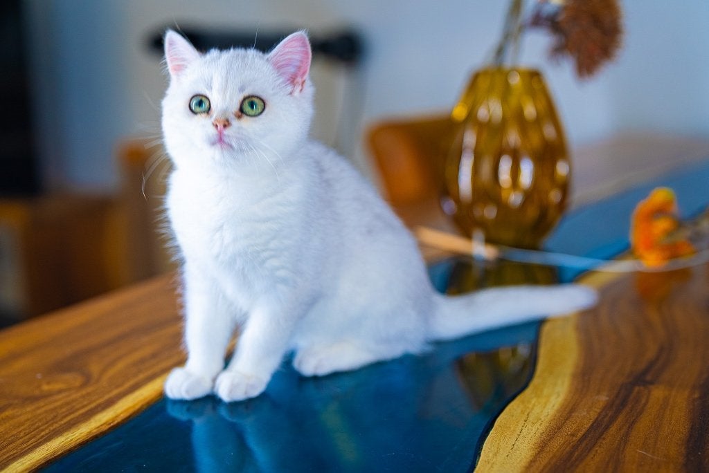 Britse korthaar silver shaded beschikbaar (NS11), Dieren en Toebehoren, Kater, Met stamboom, 0 tot 2 jaar