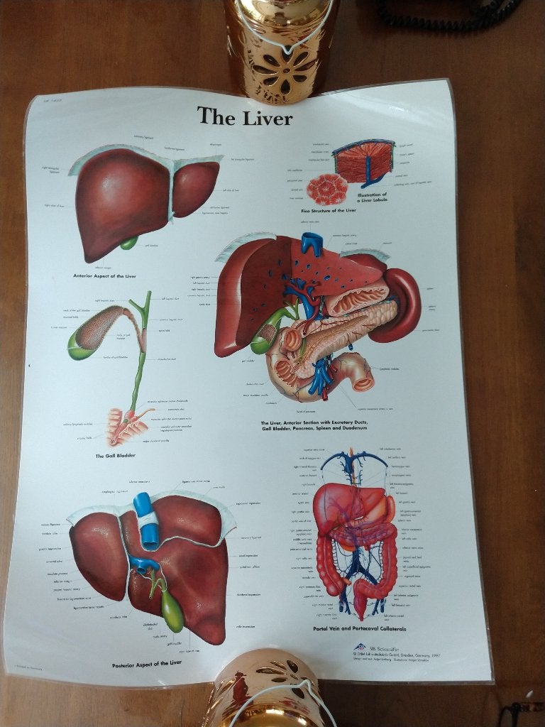 Medische Poster Mens - anatomie Lever 67x50cm, Verzamelen, Posters, Rechthoekig Staand, Ophalen of Verzenden, Zo goed als nieuw