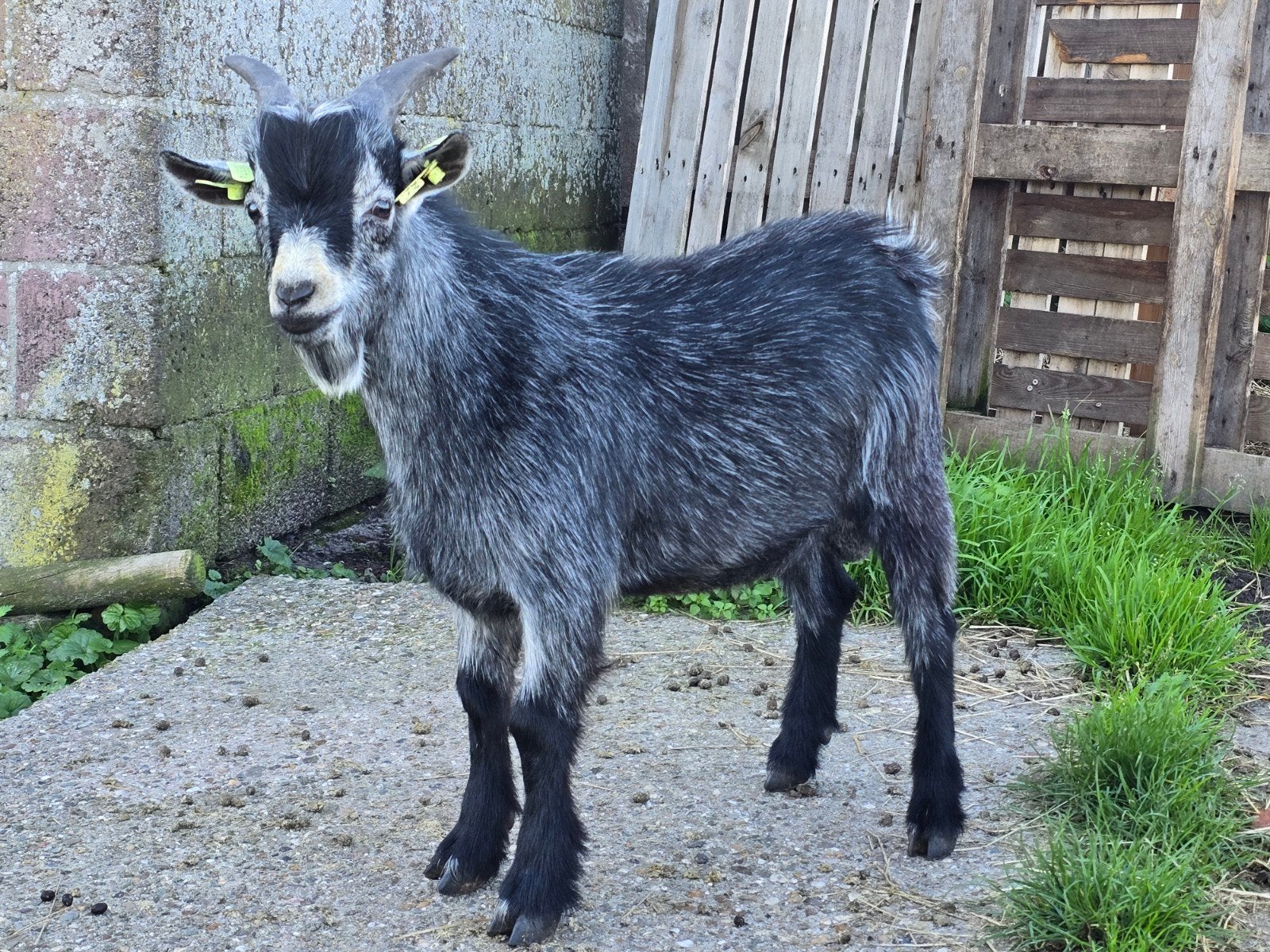 kleurzuivere blauwschimmel dekbok (dwerg geit), Mannelijk, Geit, 0 tot 2 jaar