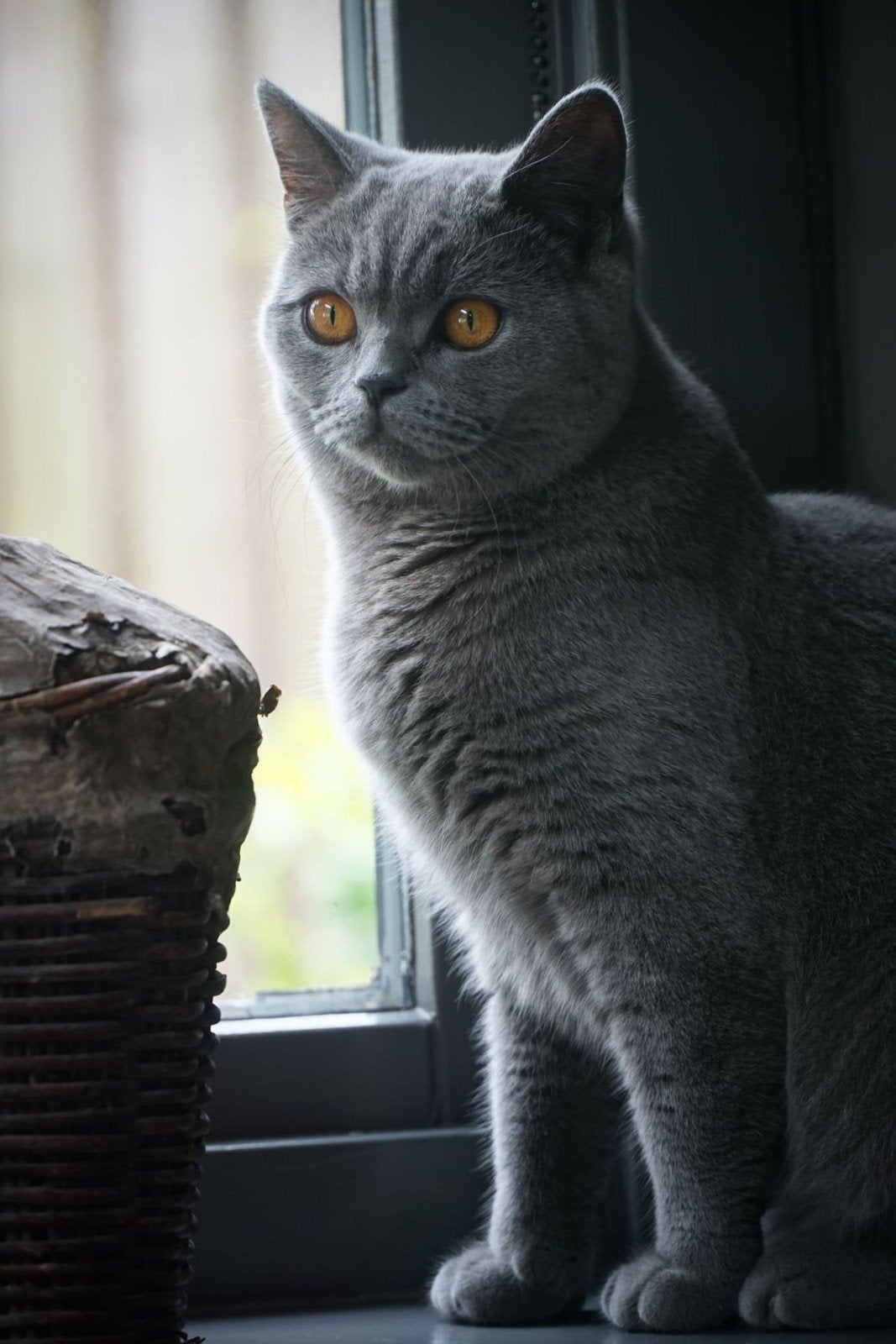 twee Britse kortharen te koop (2 en 3 jaar), Dieren en Toebehoren, Kater, Met stamboom, 0 tot 2 jaar
