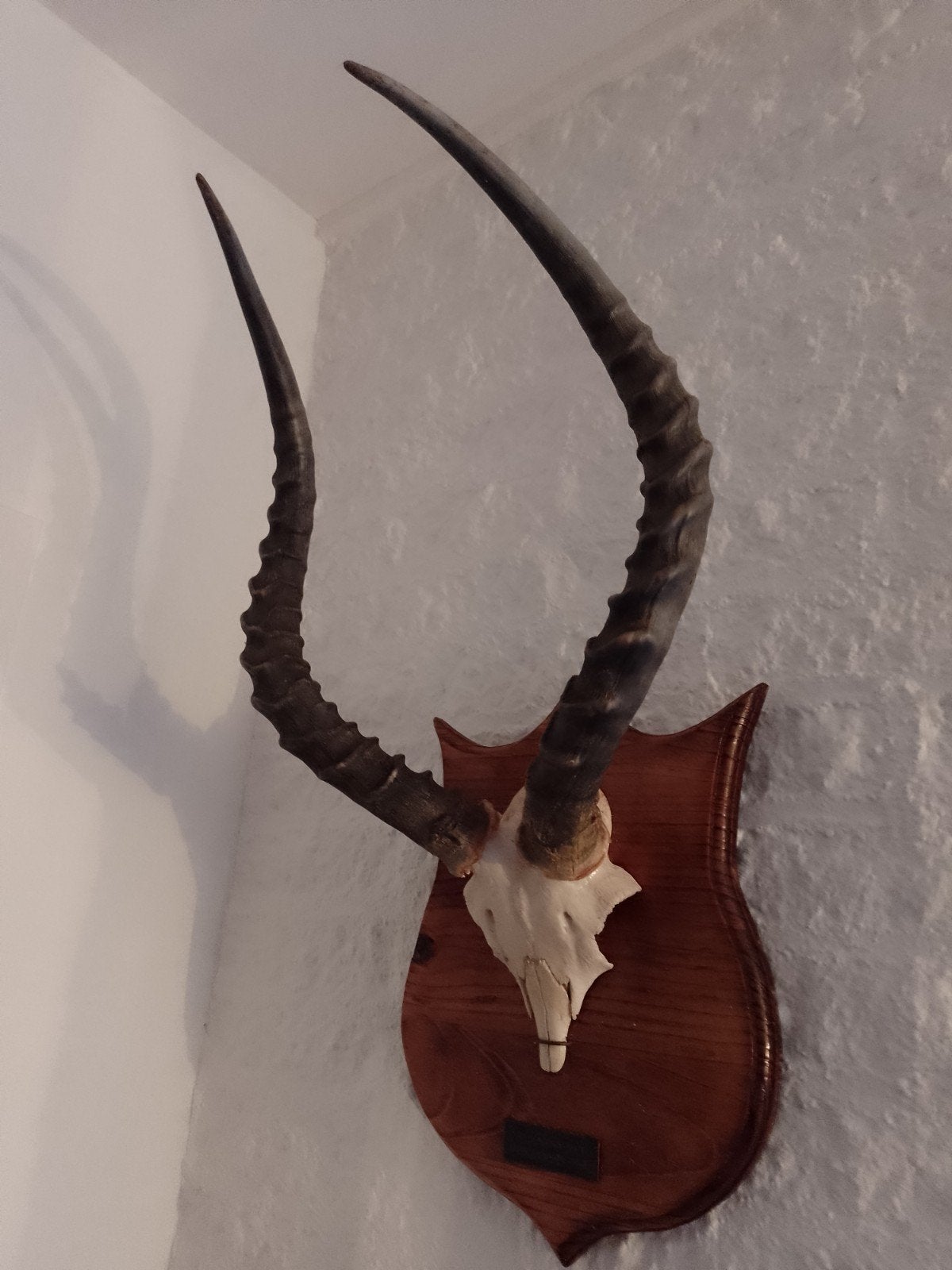 Trofee Impala Zuid Afrika bok 60*32 hoorns landelijk, Verzamelen, Dierenverzamelingen, Ophalen of Verzenden, Beeldje of Figuurtje