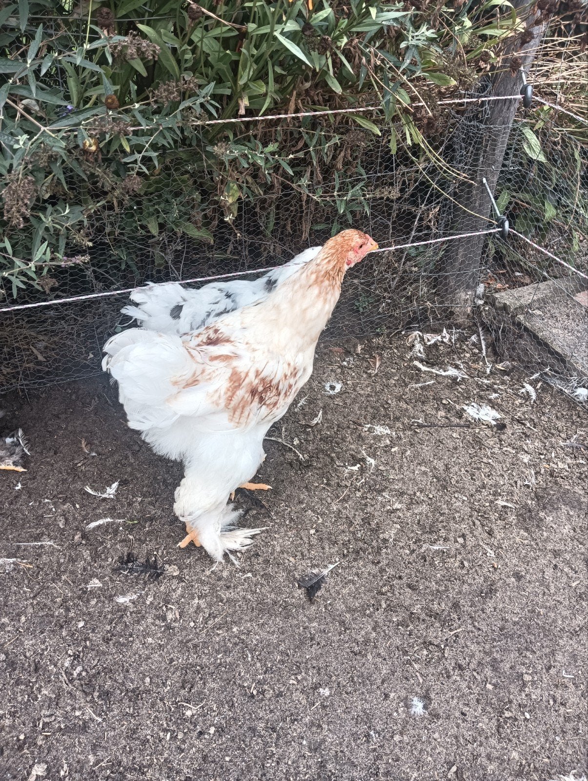 Brahma kippen, Dieren en Toebehoren, Geslacht onbekend, Kip
