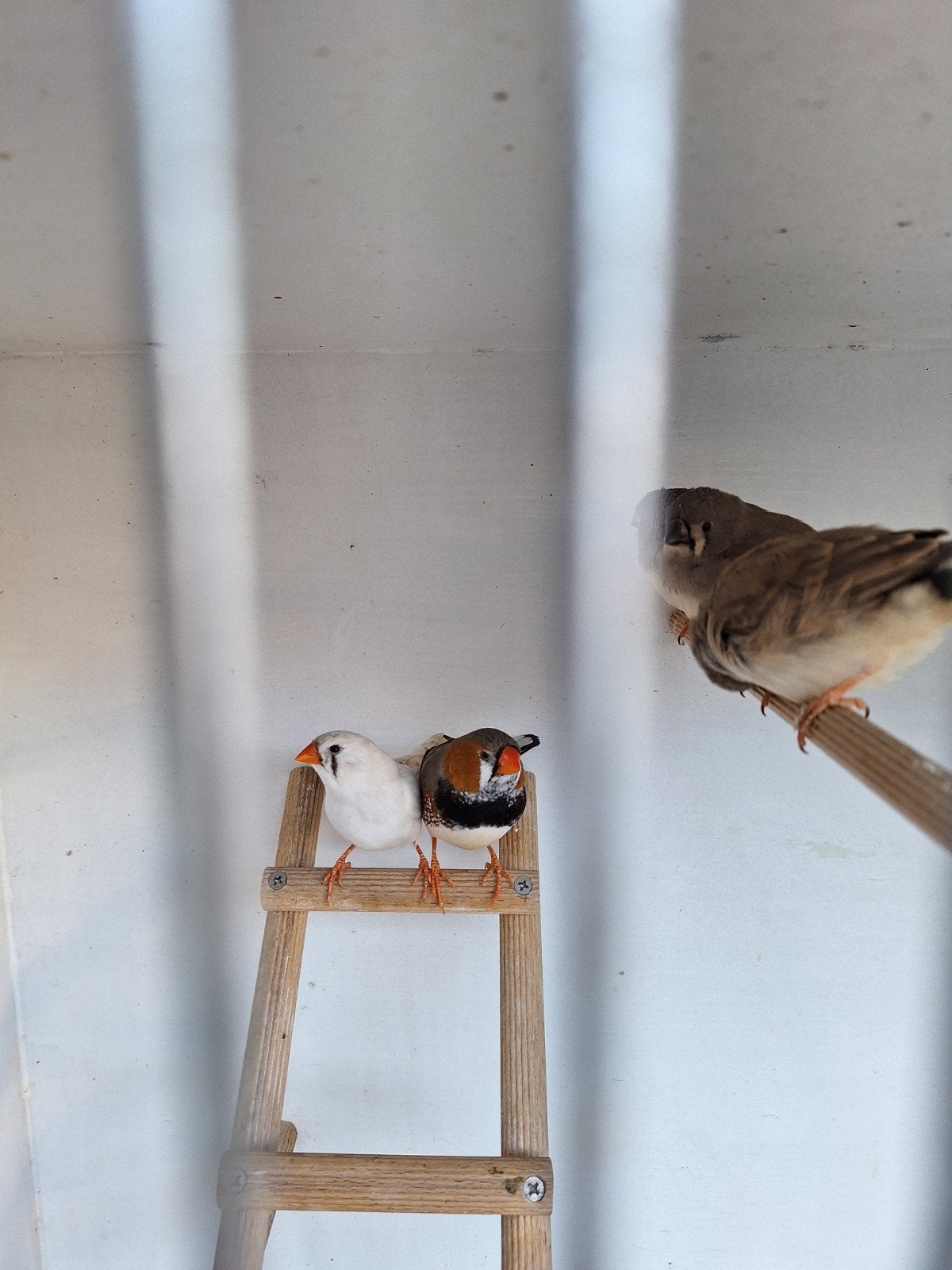 zebravinken te koop, Meerdere dieren