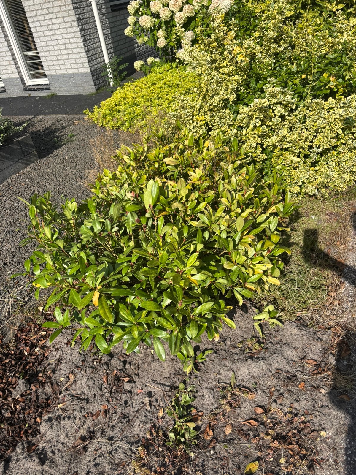 Gratis laurier kers, Tuin en Terras, Planten | Struiken en Hagen, Ophalen, Laurier, Minder dan 100 cm