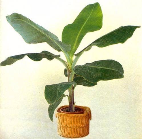 10x Musa acuminata banaan zaden (verzenden kan ook), Ophalen, Volle zon, Zaad