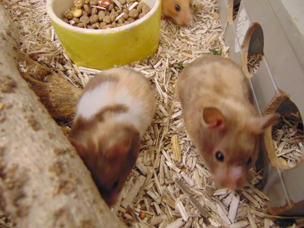 Goudhamsters o.a. driekleur., Dieren en Toebehoren, Knaagdieren, Hamster, April, Meerdere dieren, Tam