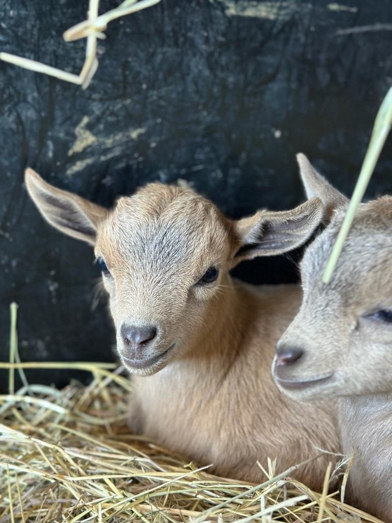 Kleine geitjes, Dieren en Toebehoren, Schapen, Geiten en Varkens, Mannelijk, Geit, 0 tot 2 jaar