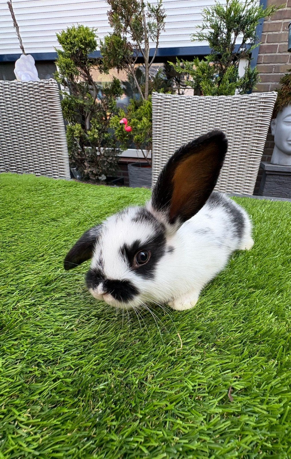 5 schattige konijntjes van 7 weken oud, Dieren en Toebehoren, Meerdere dieren, Dwerg