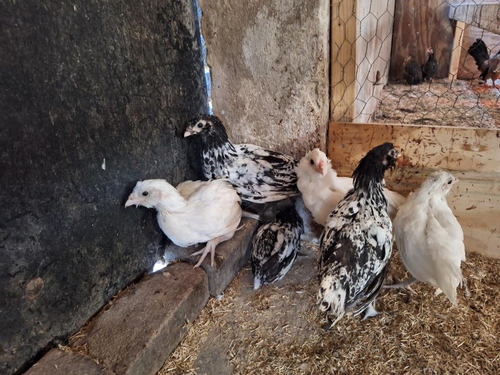 Kuikens Nederlandse Uilebaard, Dieren en Toebehoren, Meerdere dieren, Kip