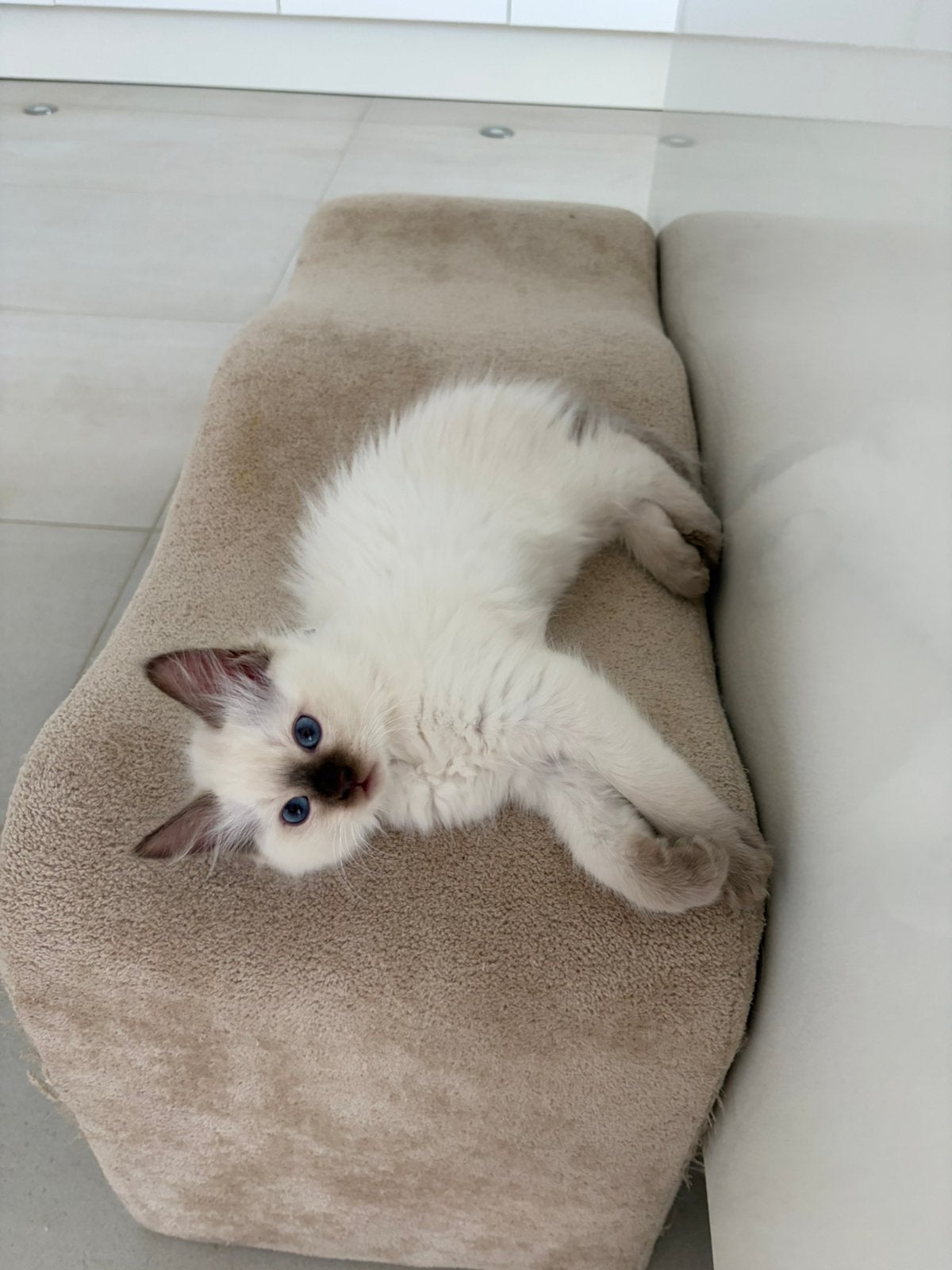 RAGDOLL KITTENS MET STAMBOOM ~VAN ORANJE 2 poesjes over, Dieren en Toebehoren, Poes