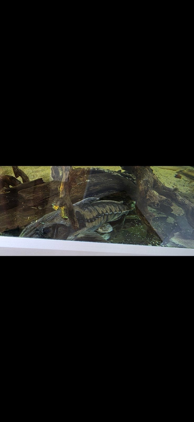 megalodoras irwini catfish, Dieren en Toebehoren