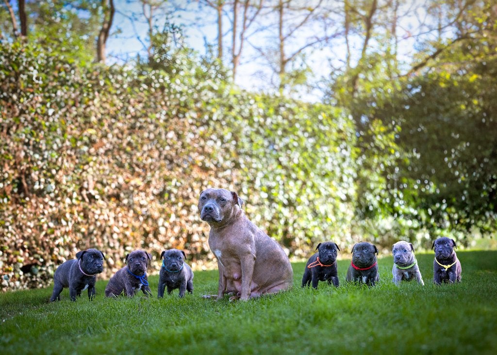 Supermooie Engelse Stafford-pups te koop, Overige rassen, 8 tot 15 weken, Meerdere, Meerdere dieren