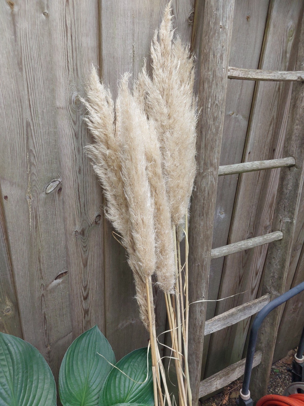 Pampusgras voor sier, Ophalen