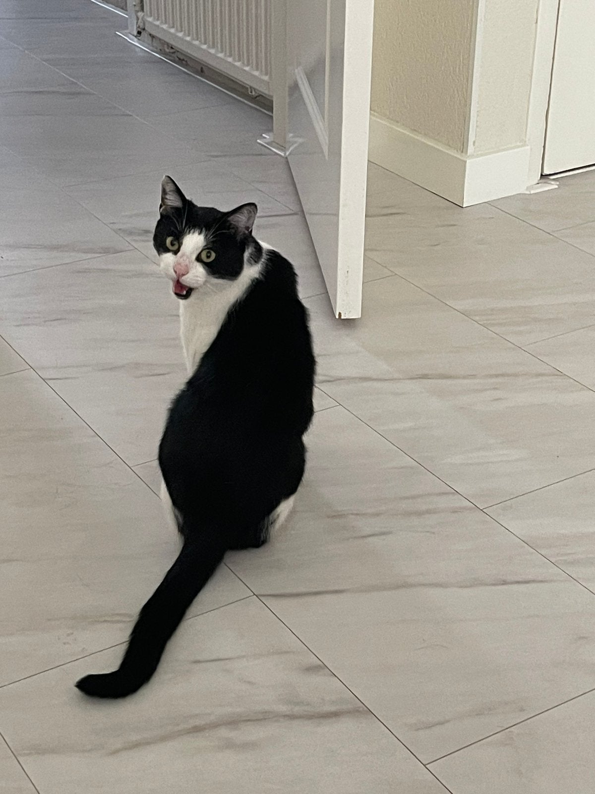 Kater, Dieren en Toebehoren, Katten en Kittens | Overige Katten, Kater