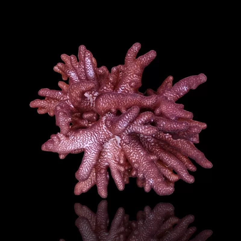 Cladiella Halversoni – Frag – Mini Reef Lab, Dieren en Toebehoren, Overige typen, Zoutwatervis