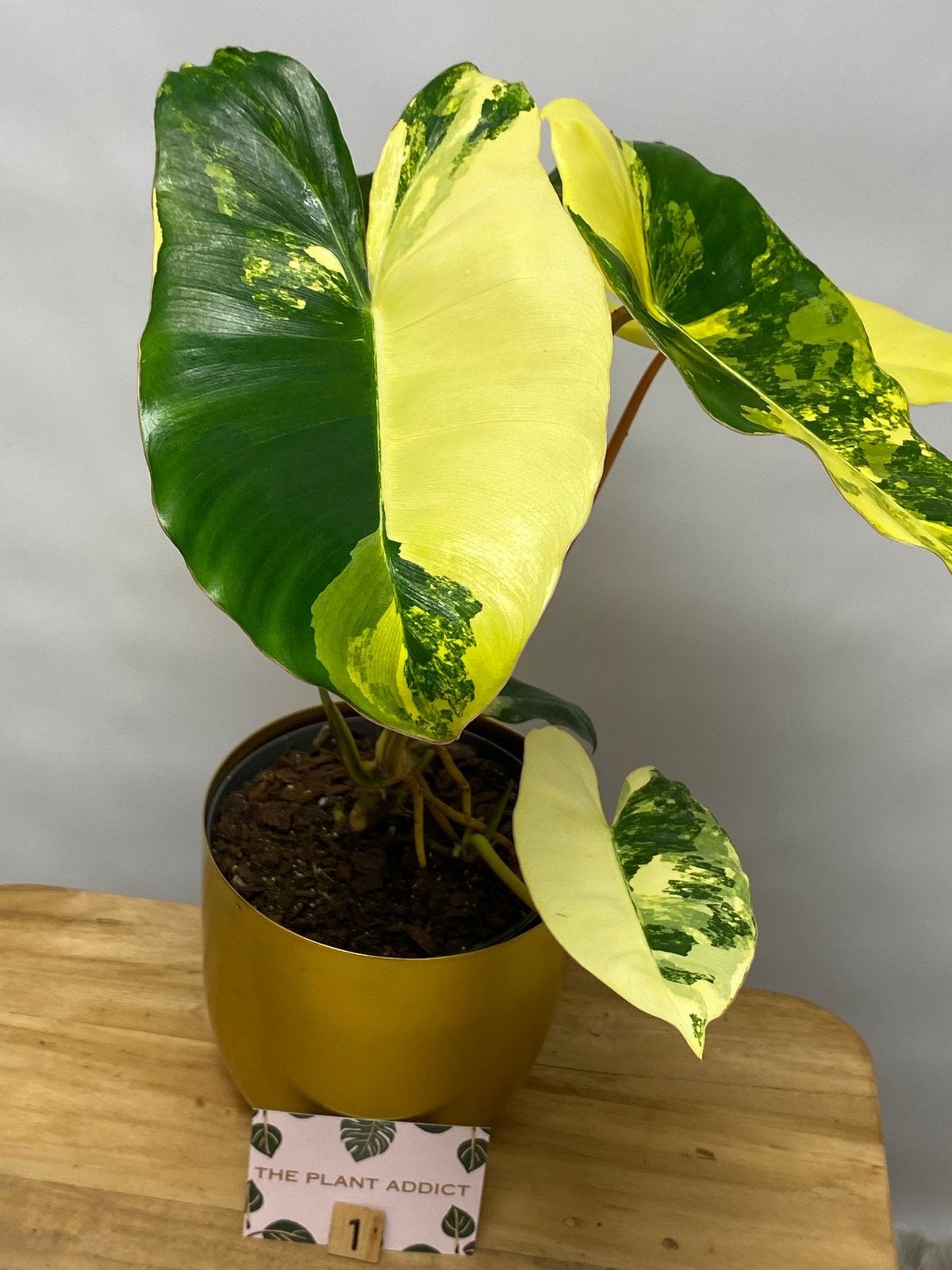Philodendron Burle Marx Variegata #1, Huis en Inrichting, Kamerplanten, Ophalen of Verzenden, Halfschaduw, Minder dan 100 cm