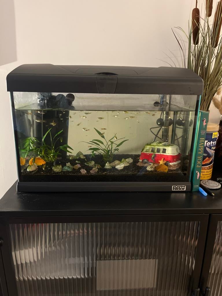 Aquarium met lamp, verwarming, planten en vissen., Ophalen of Verzenden