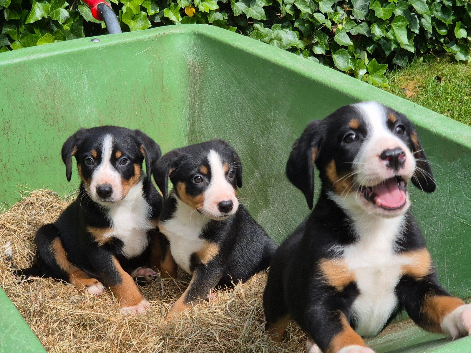 Appenzeller sennen pups, 8 tot 15 weken, Meerdere, Nederland, Particulier