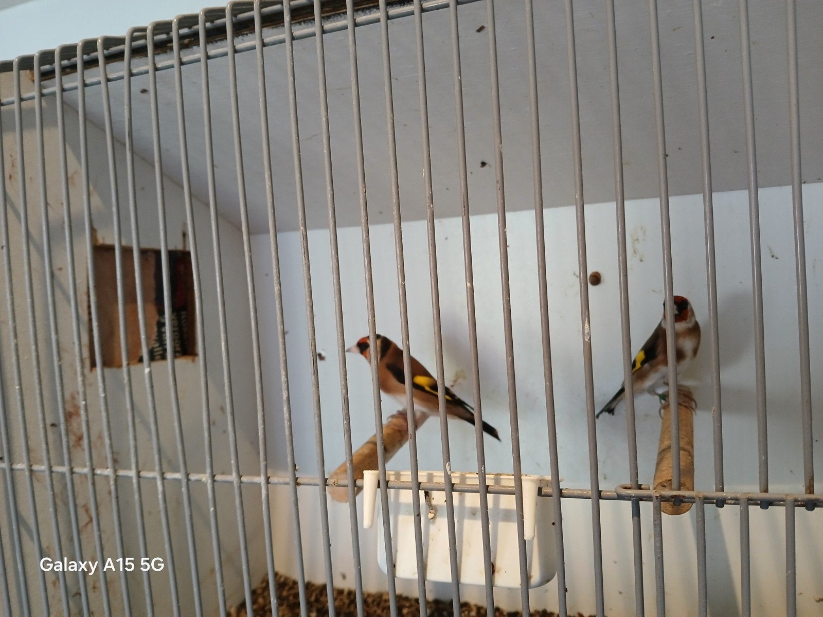 Bloemputters, Dieren en Toebehoren, Meerdere dieren, Geringd