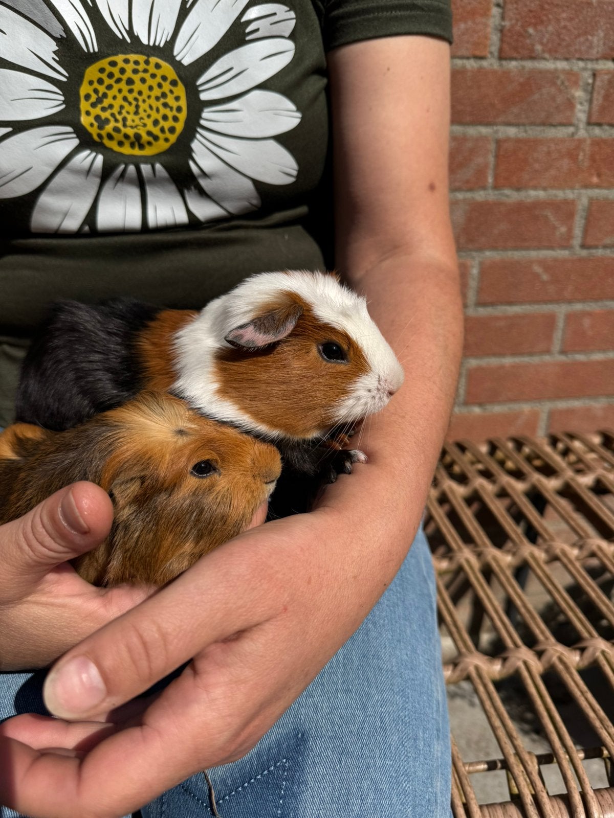 4 lieve cavia beertjes, Dieren en Toebehoren, Knaagdieren, Cavia, Februari, Mannelijk, Tam
