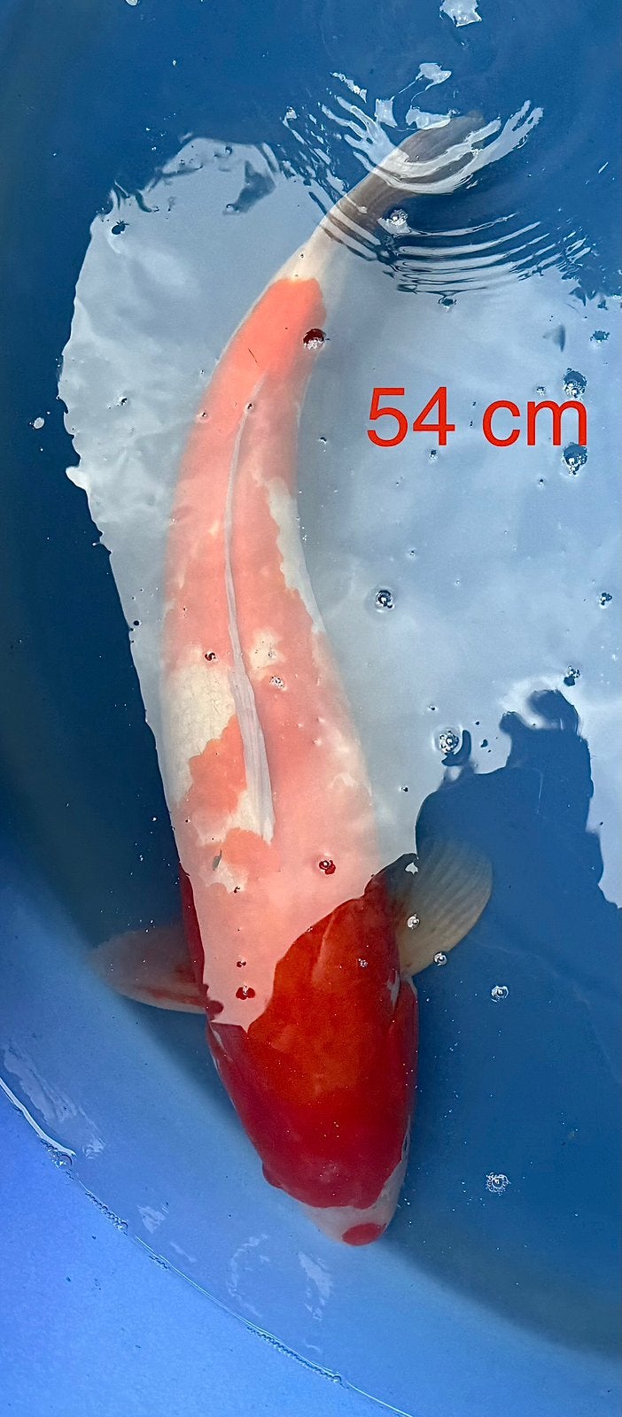Mooie jumbo koi, Dieren en Toebehoren, Vissen | Vijvervissen, Karper of Koi