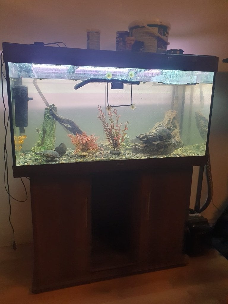 Aquarium incl. schildpadden, vissen en toebehoren, Ophalen, Gebruikt, Gevuld zoetwateraquarium, Inclusief vissen