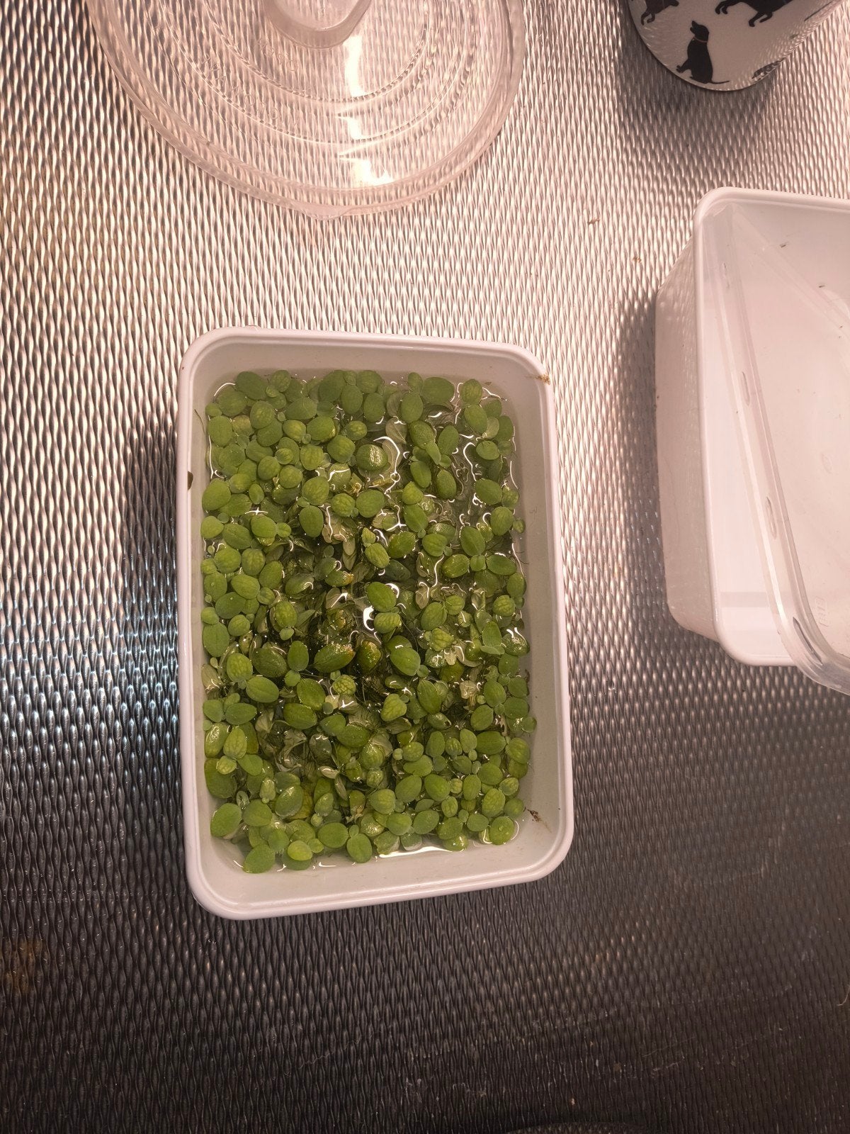salvinia natans drijfplanten, Ophalen, Zo goed als nieuw, Plant(en), Steen of Hout