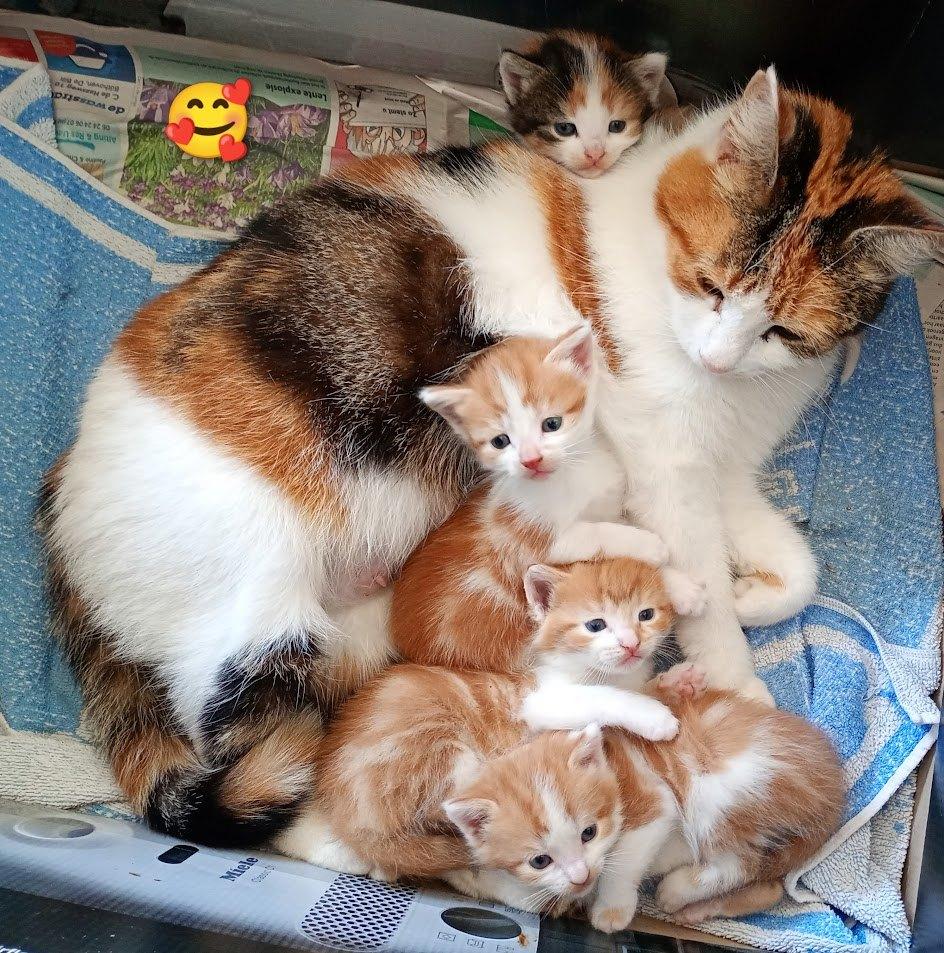 3 Lieve Rode Meisjes  Kittens 7wk (mogen bijna verhuizen )🥰, Dieren en Toebehoren, Poes, Kortharig, 0 tot 2 jaar