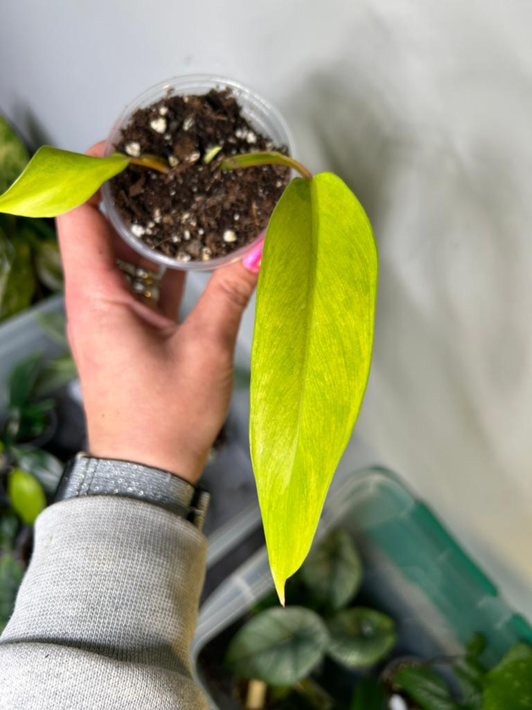 Philodendron Thai Sunrise - Jonge plant, Huis en Inrichting, Kamerplanten, Overige soorten, Minder dan 100 cm, Groene kamerplant