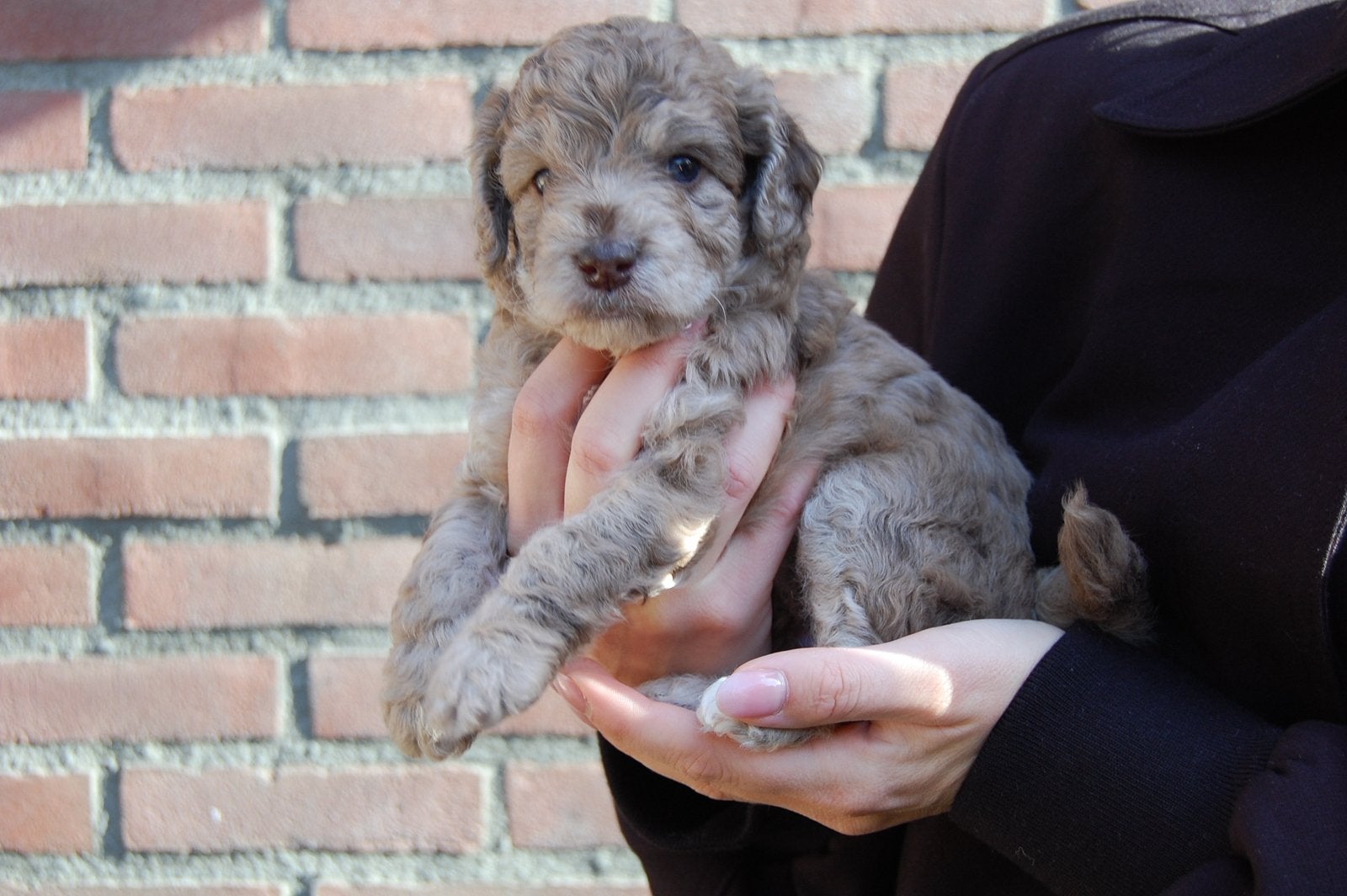 Prachtig mooie merle tan doodle pups, Dieren en Toebehoren, 8 tot 15 weken, Meerdere, Meerdere dieren, Klein