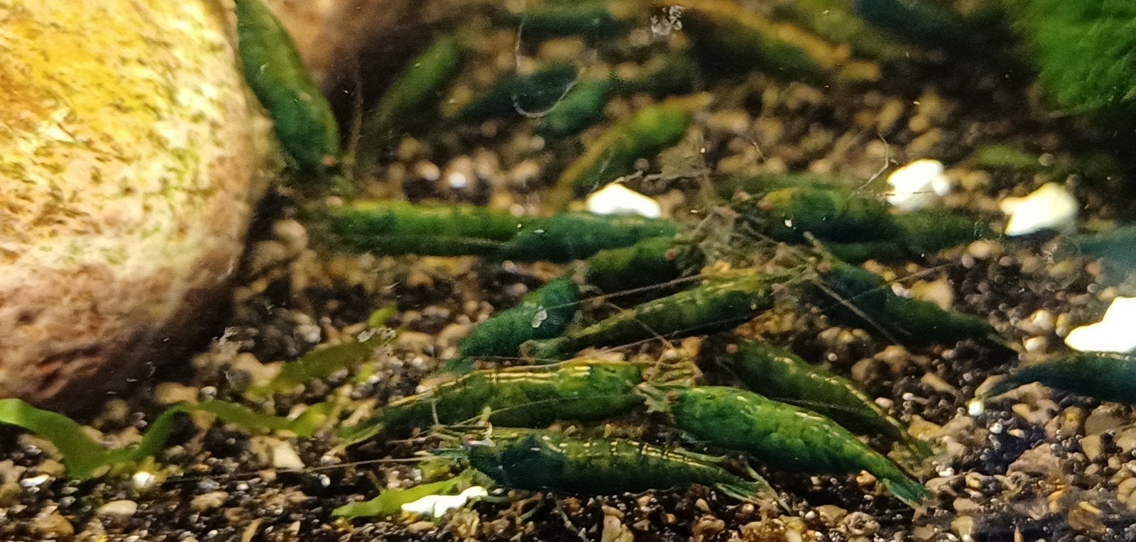 Hobbyaquarium  Green Jade mooi op kleur / maat, Kreeft, Krab of Garnaal, Zoetwatervis