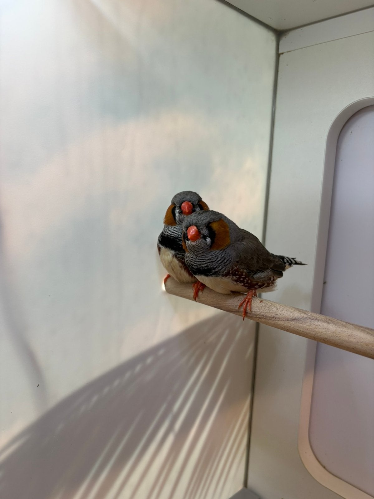 Zebravinken TT, Dieren en Toebehoren, Vogels | Overige Vogels, Meerdere dieren, Tropenvogel, Geringd