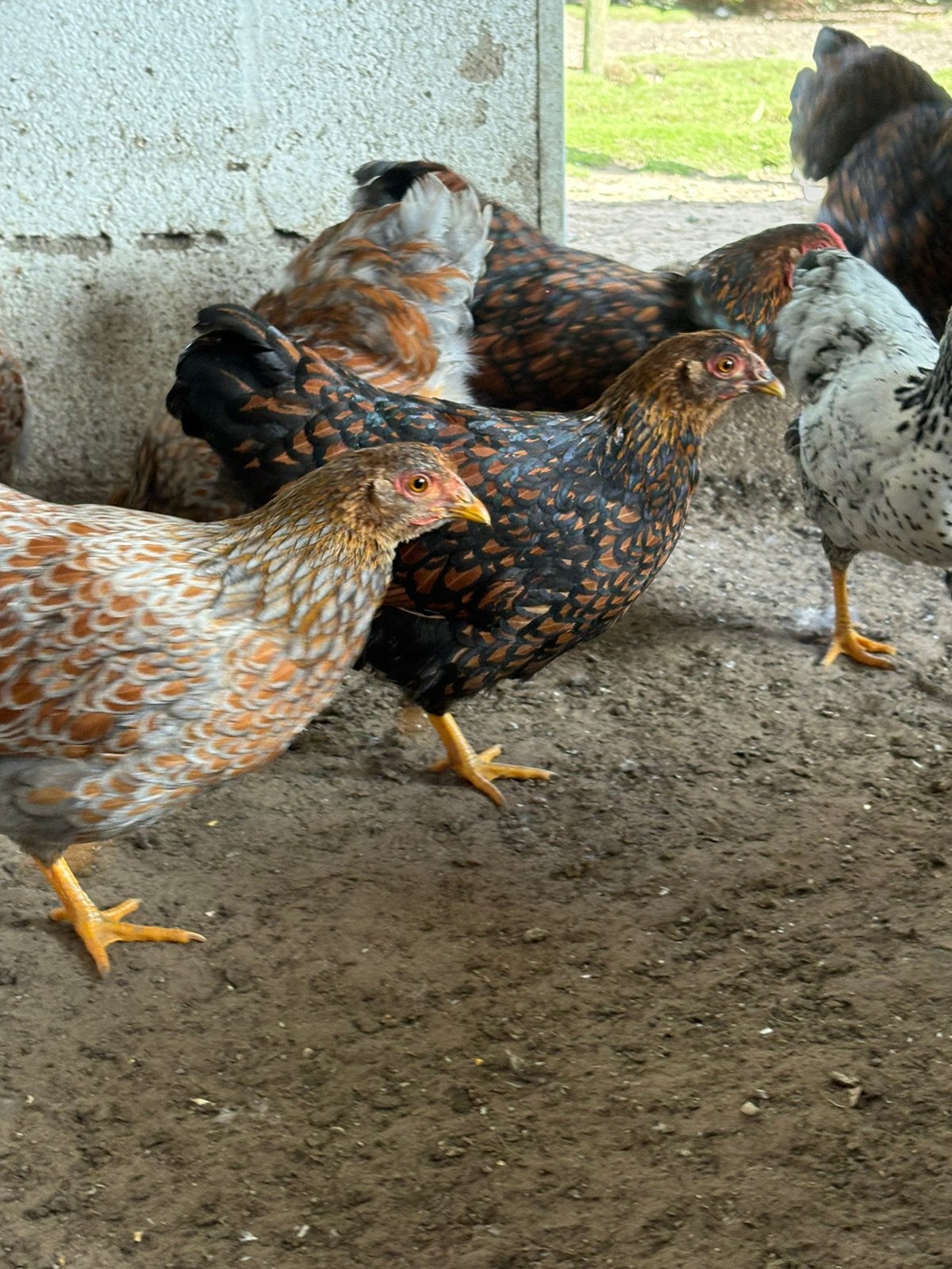 Wyandotte kriel, Meerdere dieren, Kip