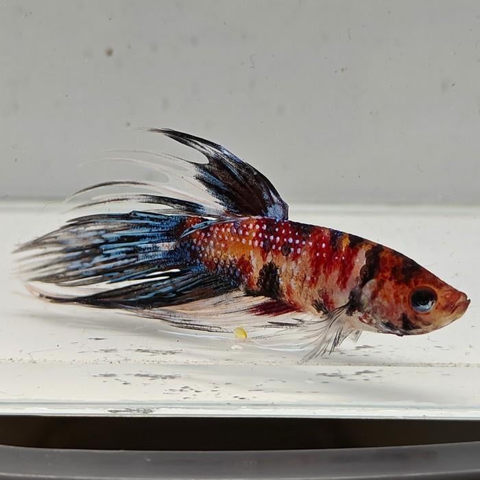 Betta splendens man 75, Dieren en Toebehoren, Vis