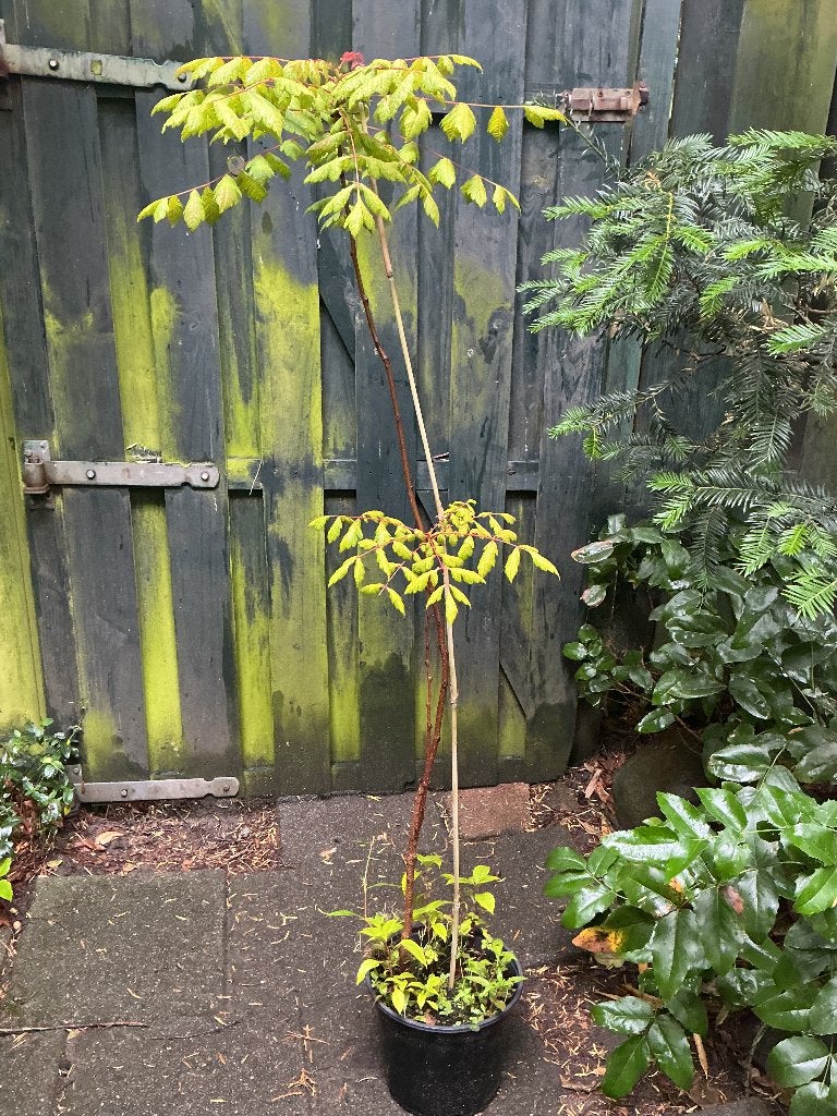 Blaasjesboom, Overige soorten, Zomer, 400 cm of meer, Ophalen