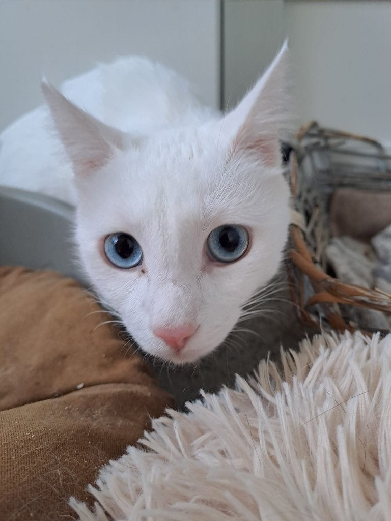DRINGEND voor eind sept. adoptant voor speciale kat gezocht, Kater, Kortharig, 3 tot 5 jaar
