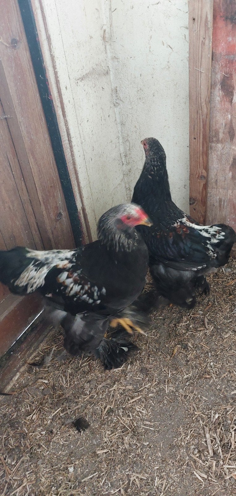 2 brahma kuikens, Geslacht onbekend, Kip