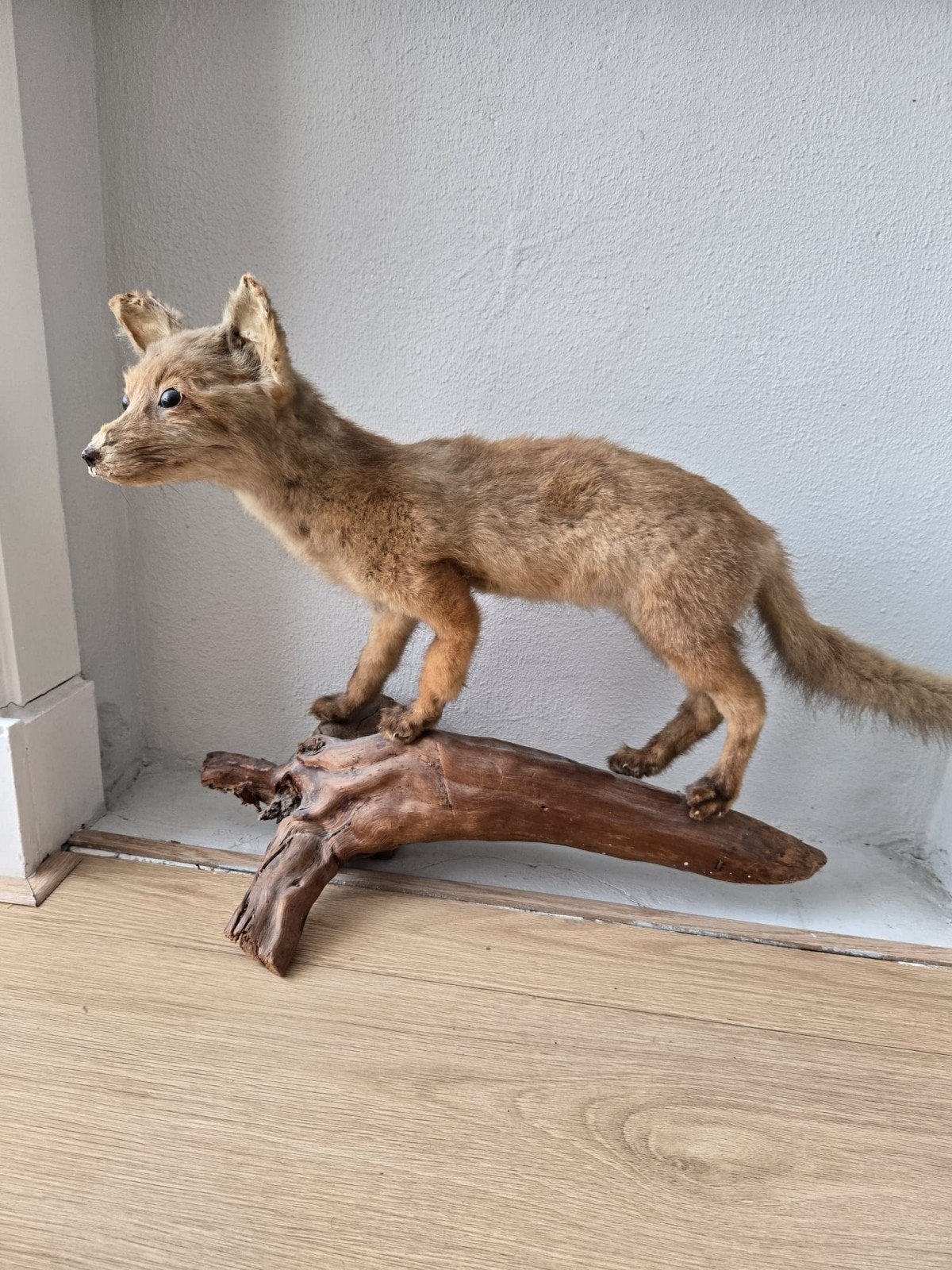 Opgezette jonge Vos taxidermie, Ophalen, Gebruikt, Opgezet dier