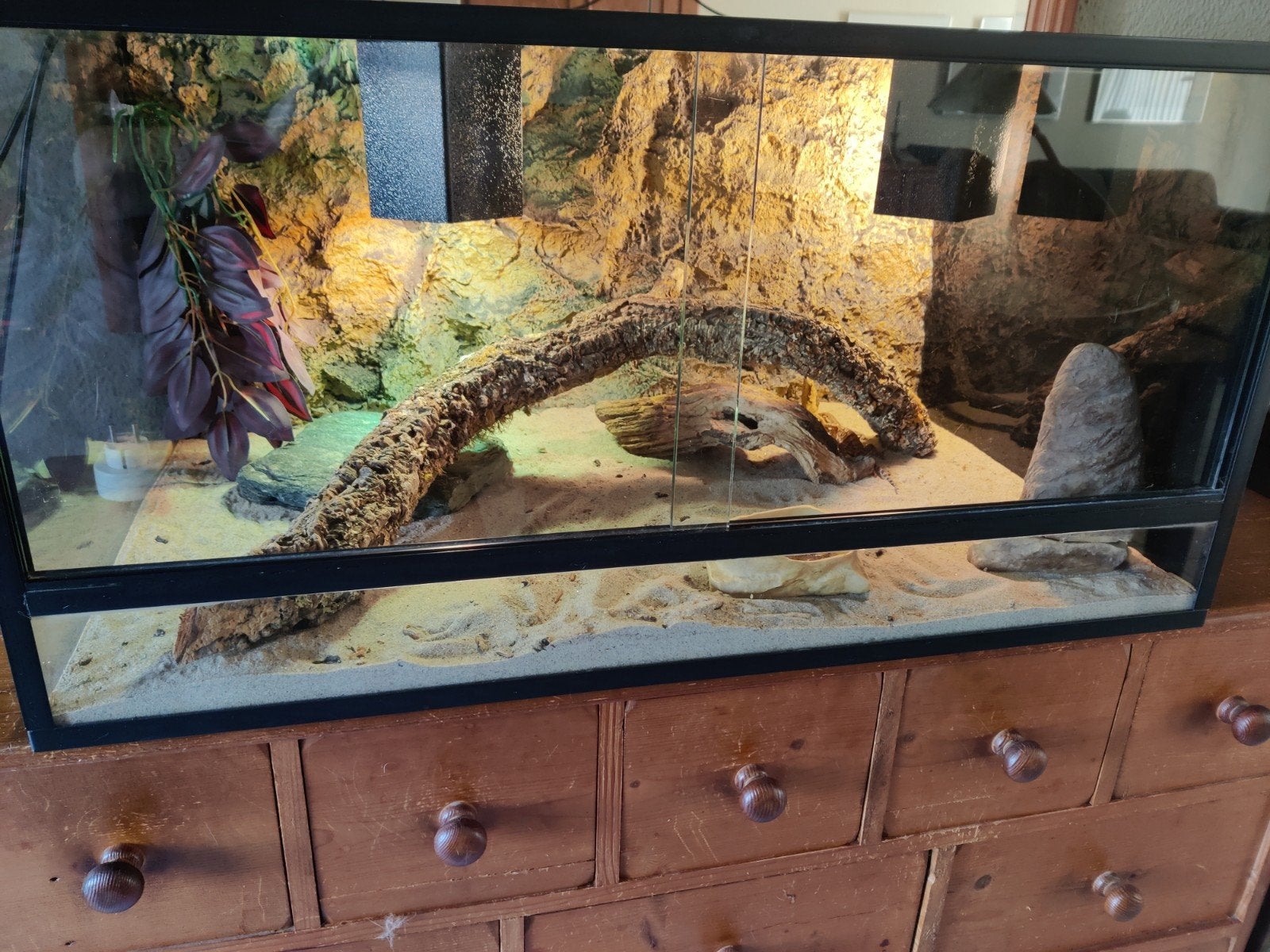 Compleet terrarium met dwergbaardagaam Bearded Dragon - unknown for sale from KimT