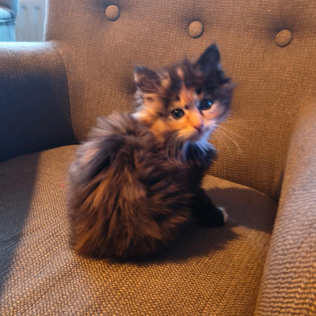 Langharige Kitten schildpad meisje, Dieren en Toebehoren, Katten en Kittens | Overige Katten, Poes