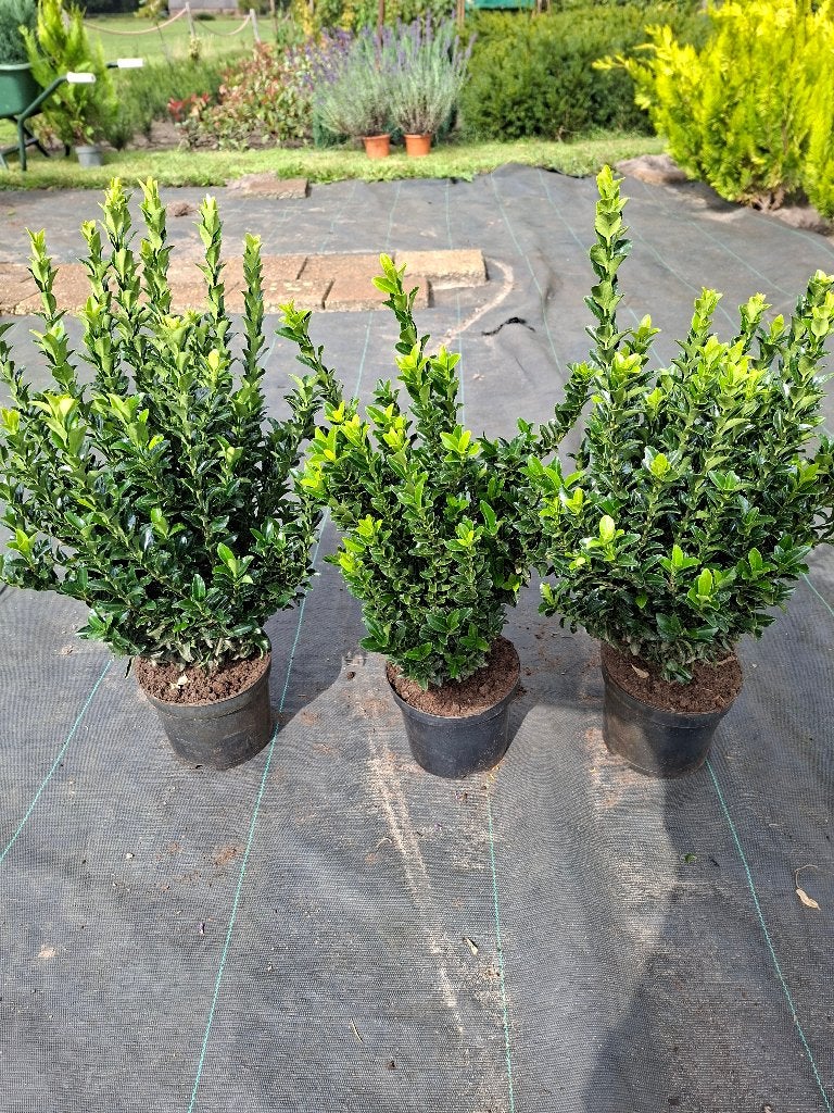 Euonymus | Conifeer | Lavendel | Taxus | Kniphofia, Tuin en Terras, Planten | Struiken en Hagen, Ophalen, Taxus, Struik, Minder dan 100 cm