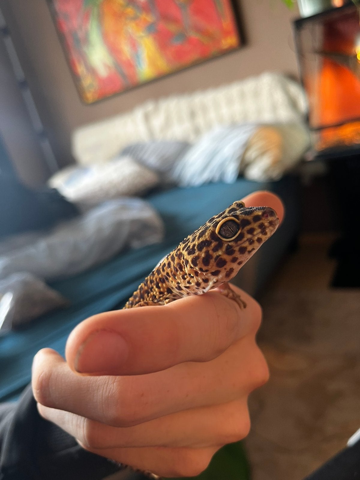 Vrouwelijke Luipaardgekko Leopard Gecko photo 2